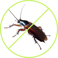 Cockroach Pest Control