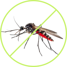 Mosquito Control Service