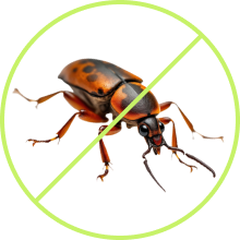 Bed Bug Treatment