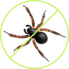 Spider Pest Control