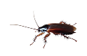 Professional Pest Control Technician