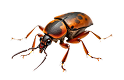Modern Pest Inspection Process