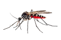 Residential And Commercial Pest Control Services